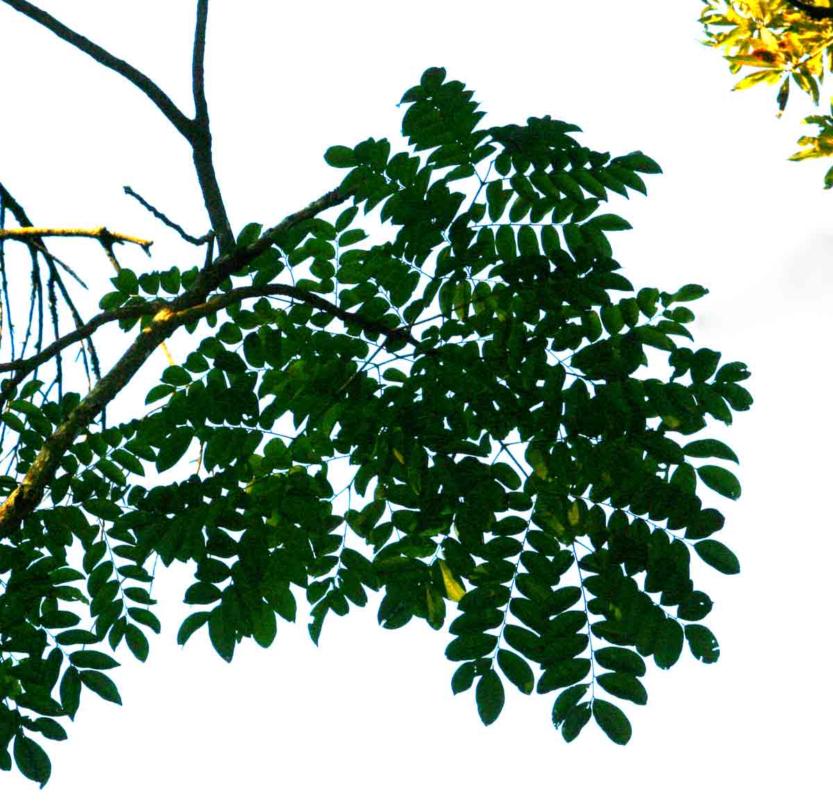 Erythrophleum suaveolens