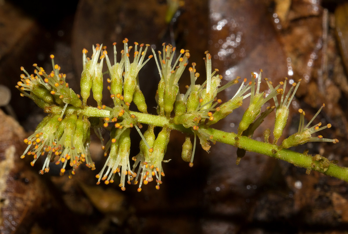 Erythrophleum suaveolens