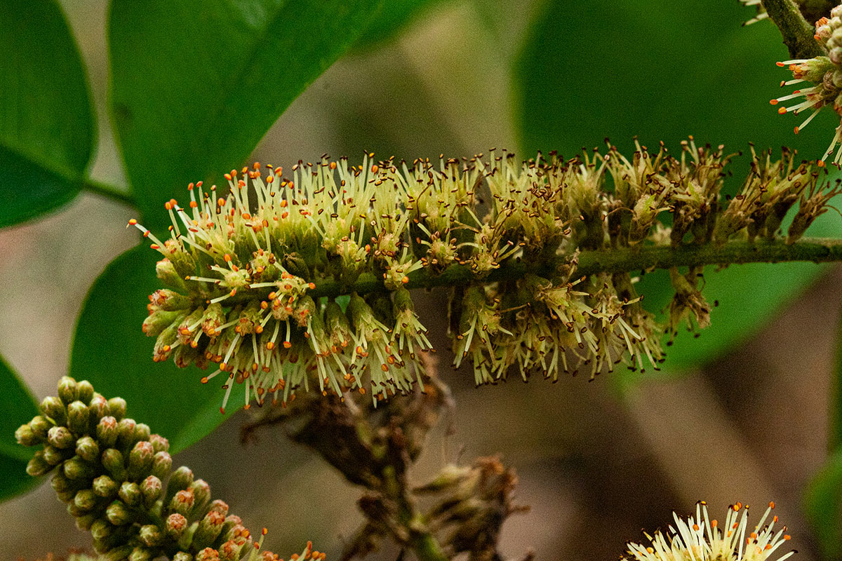 Erythrophleum suaveolens