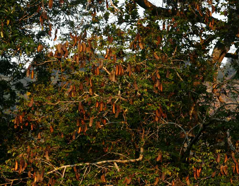 Erythrophleum suaveolens