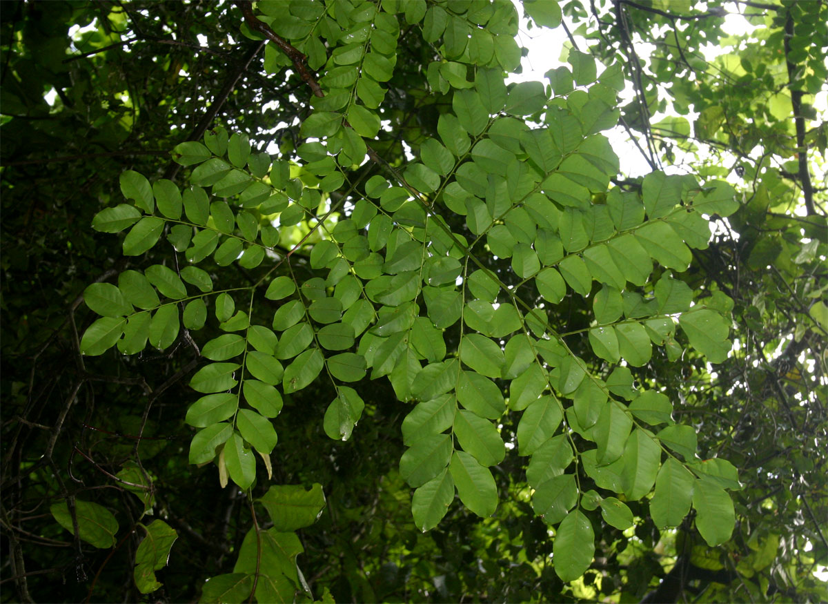 Erythrophleum suaveolens