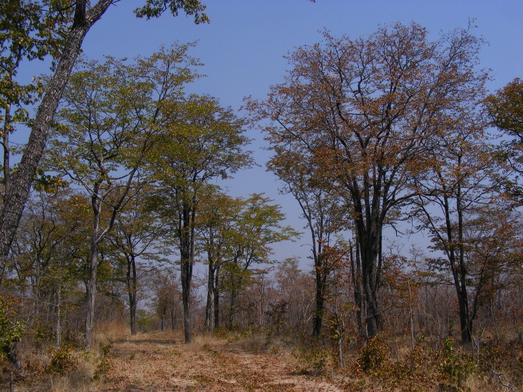 Colophospermum mopane