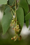Colophospermum mopane