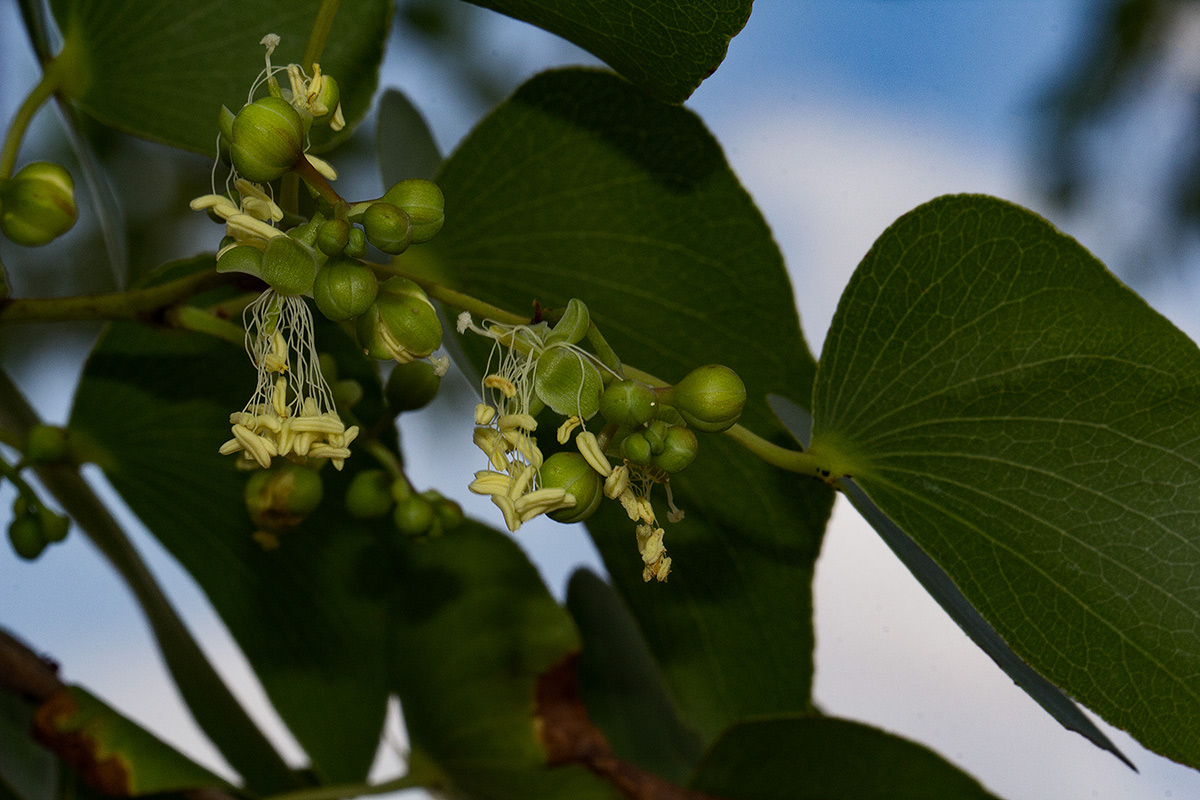 Colophospermum mopane