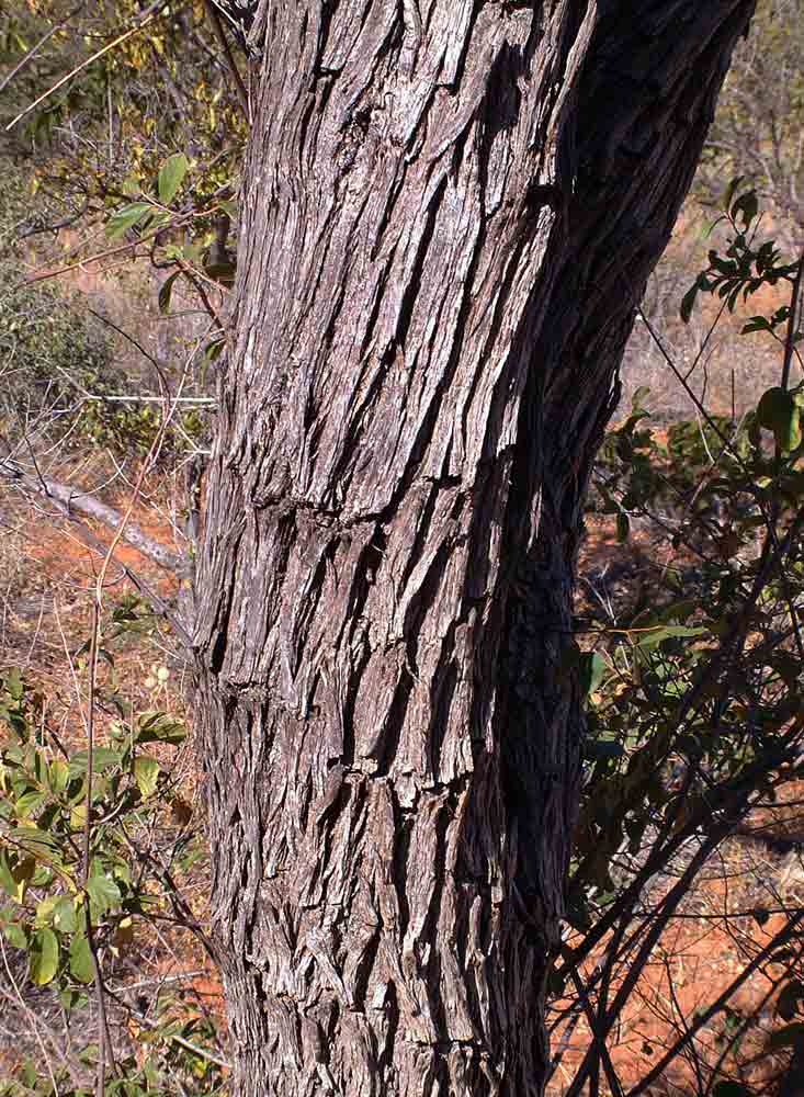 Colophospermum mopane
