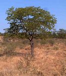 Colophospermum mopane