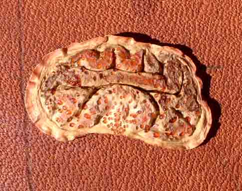 Colophospermum mopane