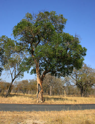 Guibourtia coleosperma
