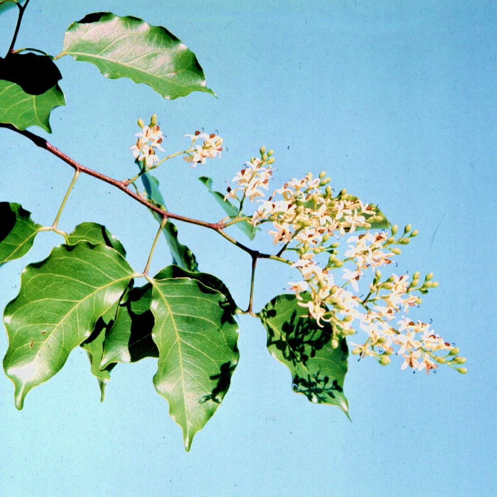 Guibourtia coleosperma