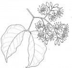 Guibourtia coleosperma