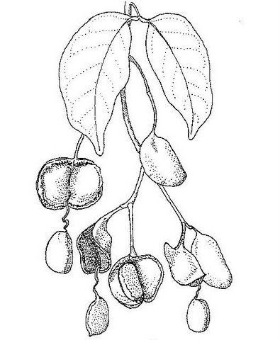 Guibourtia coleosperma