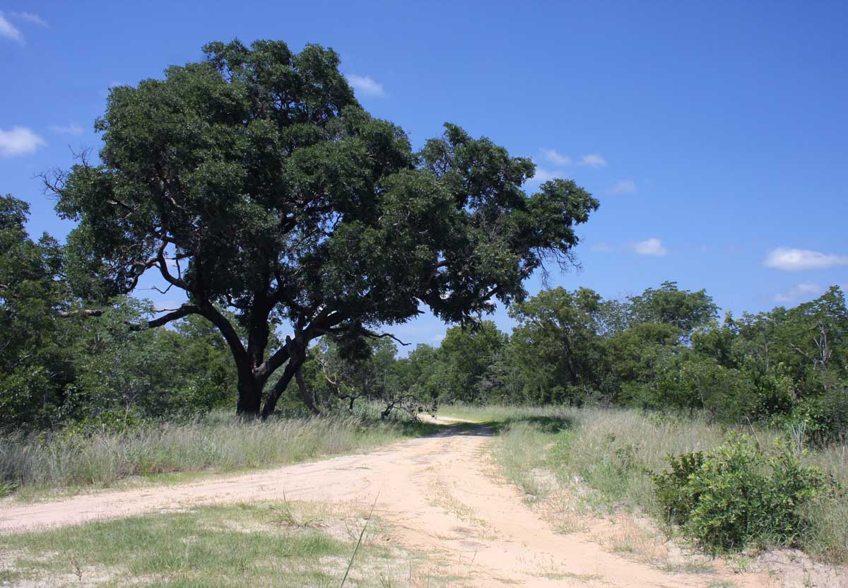 Guibourtia coleosperma