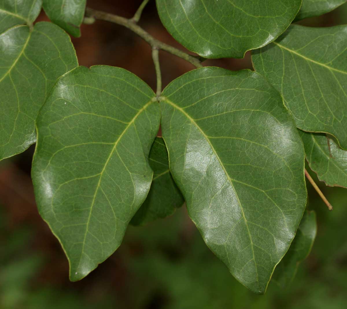 Guibourtia coleosperma