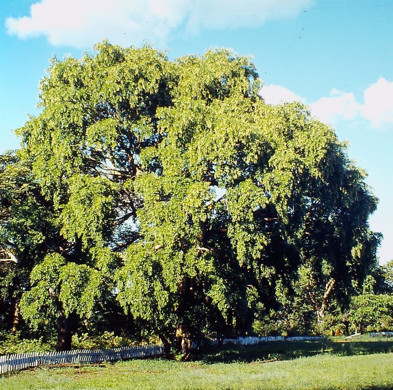 Guibourtia coleosperma
