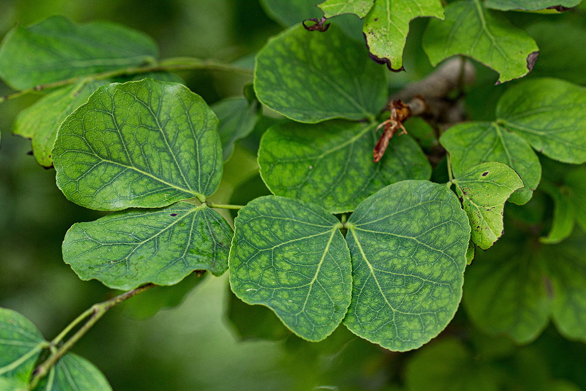 Guibourtia conjugata