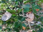 Guibourtia conjugata