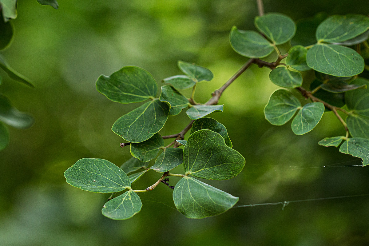 Guibourtia conjugata