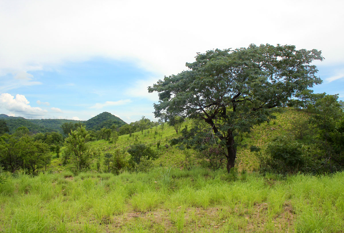 Brachystegia allenii