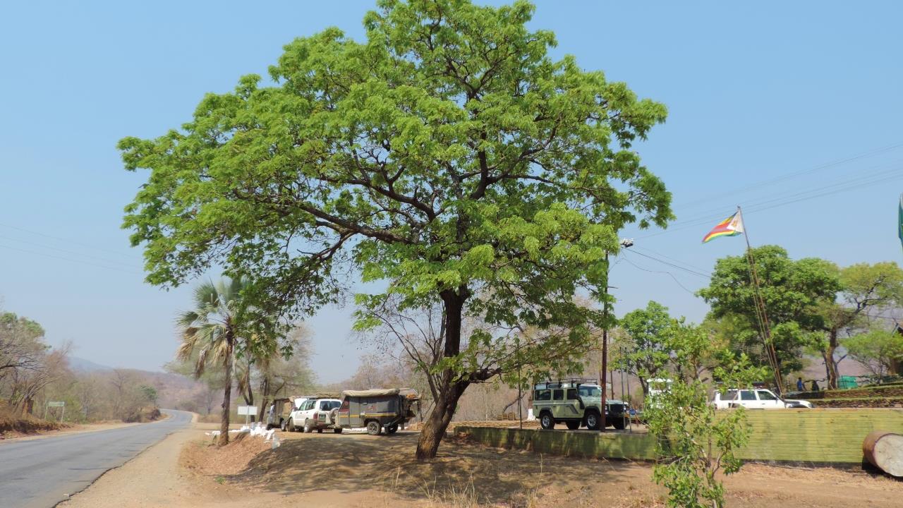 Brachystegia allenii