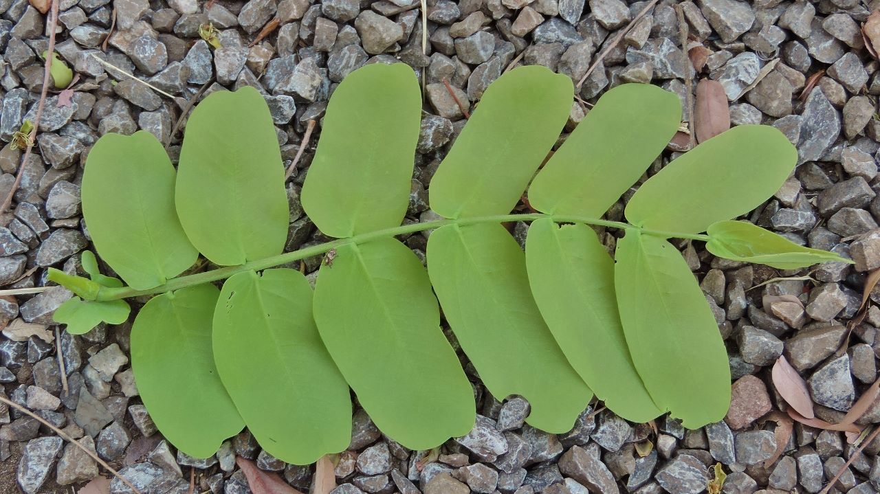 Brachystegia allenii