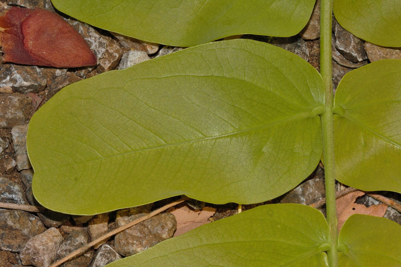 Brachystegia allenii