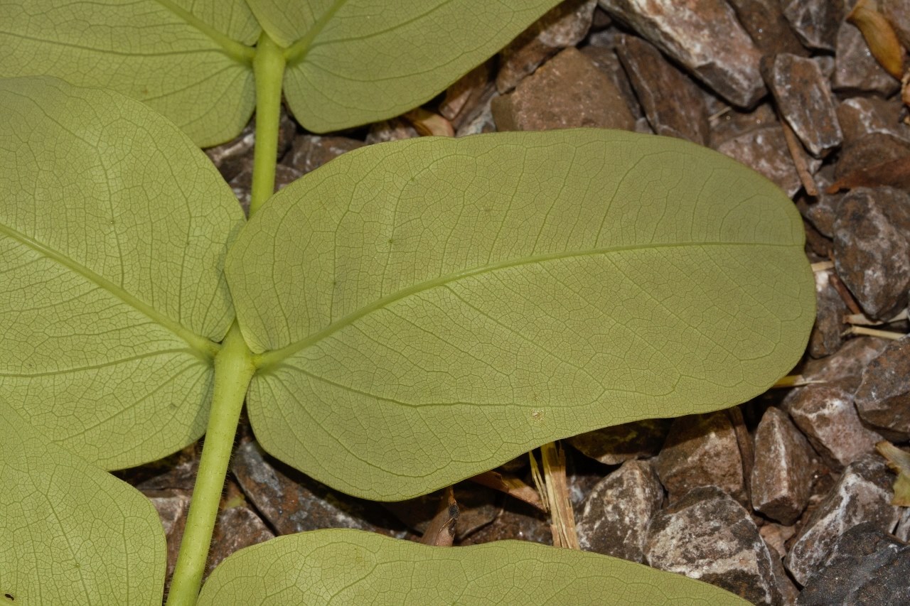 Brachystegia allenii