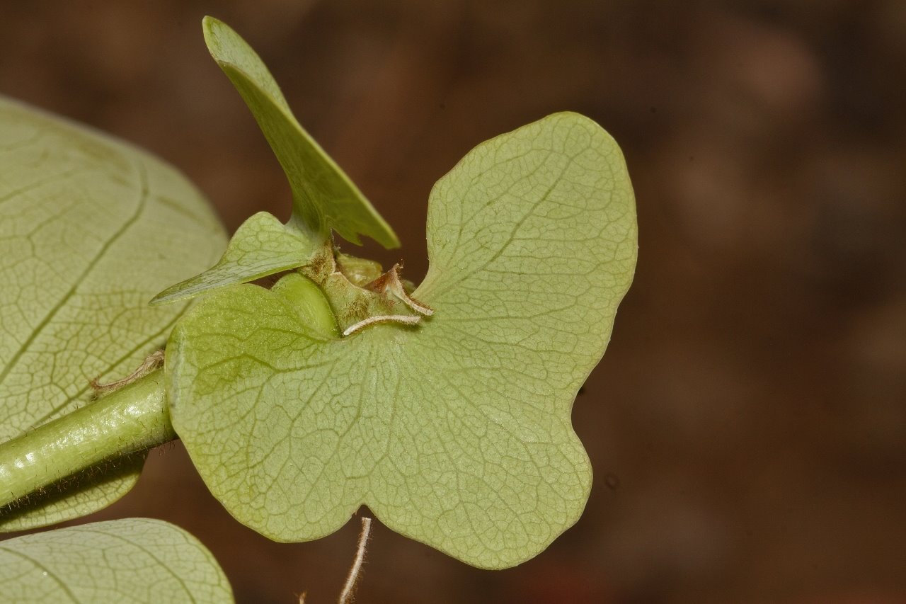 Brachystegia allenii