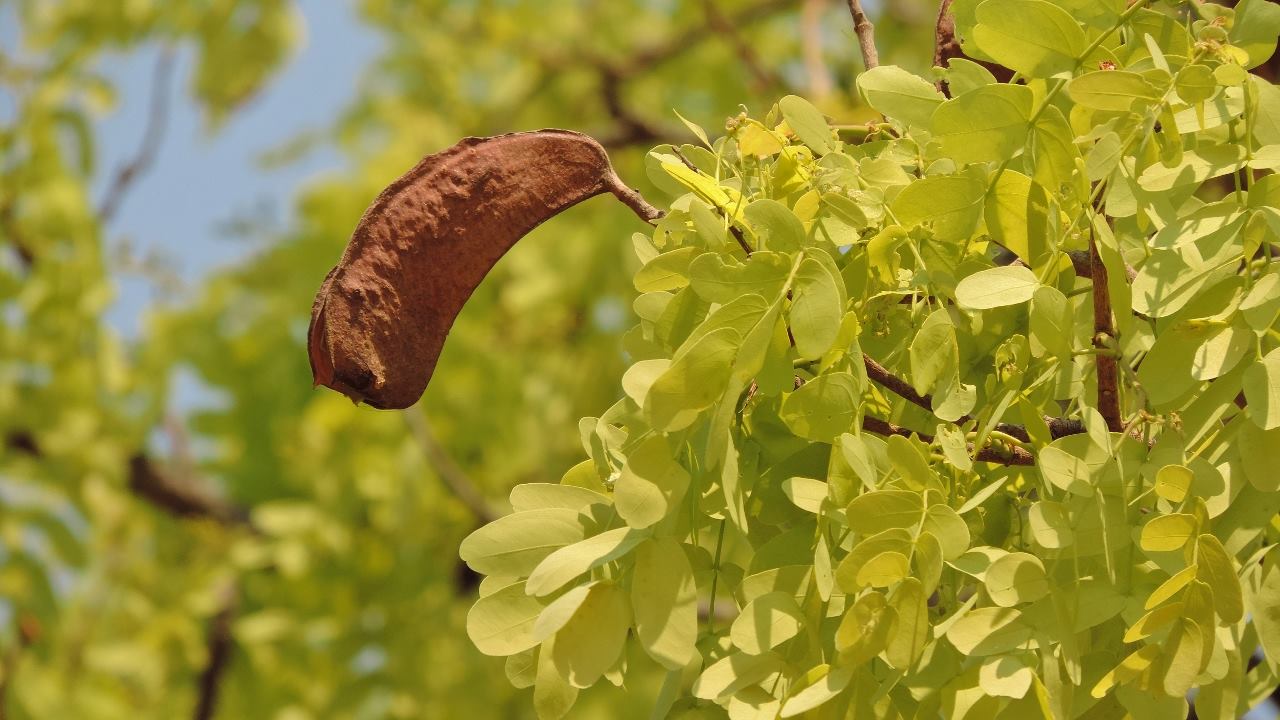 Brachystegia allenii