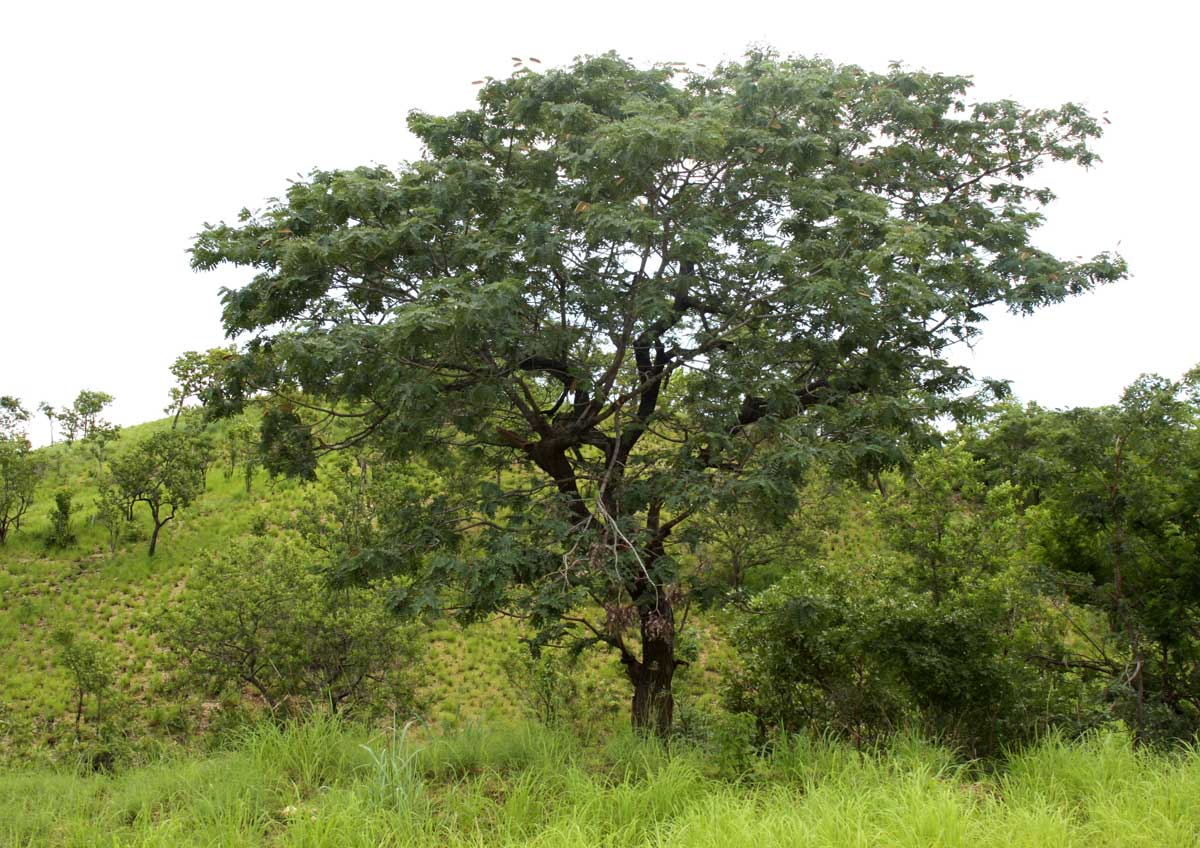 Brachystegia allenii