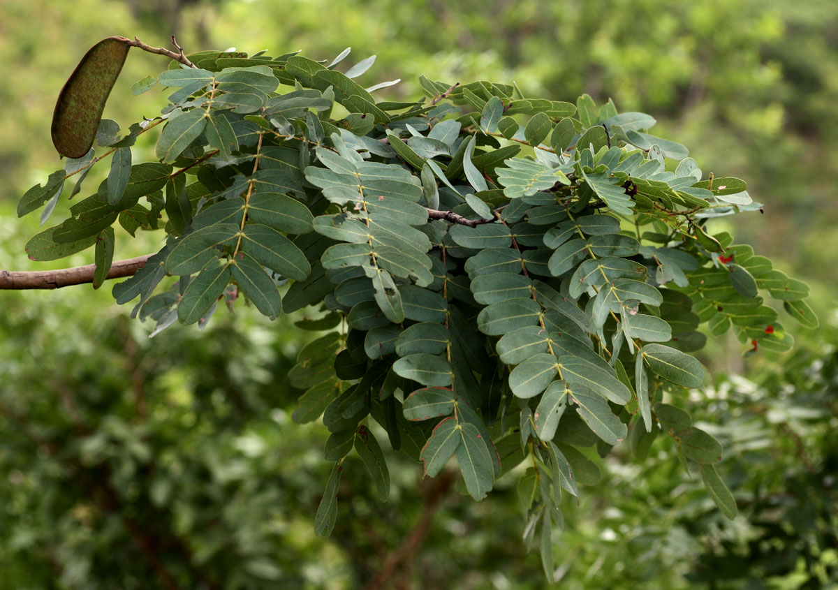 Brachystegia allenii
