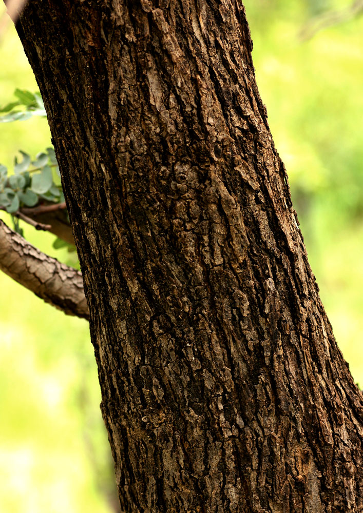 Brachystegia allenii