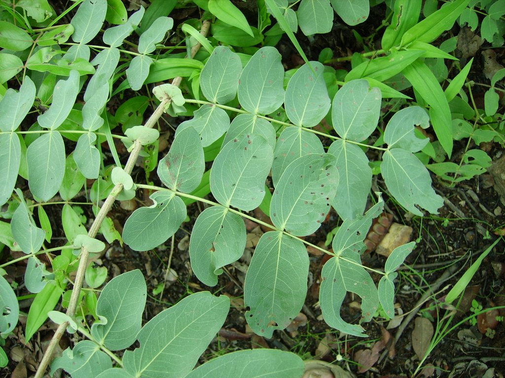 Brachystegia allenii