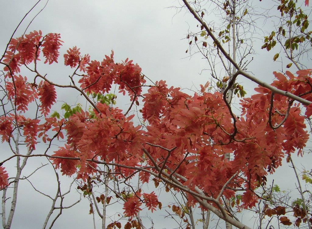 Brachystegia allenii