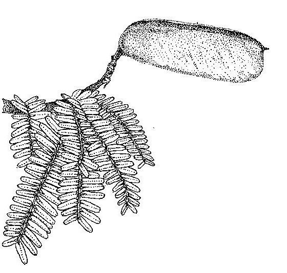 Brachystegia boehmii
