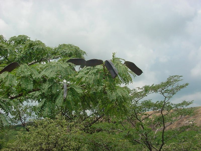 Brachystegia glaucescens