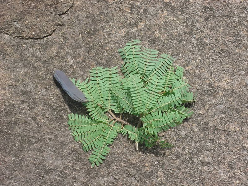 Brachystegia glaucescens