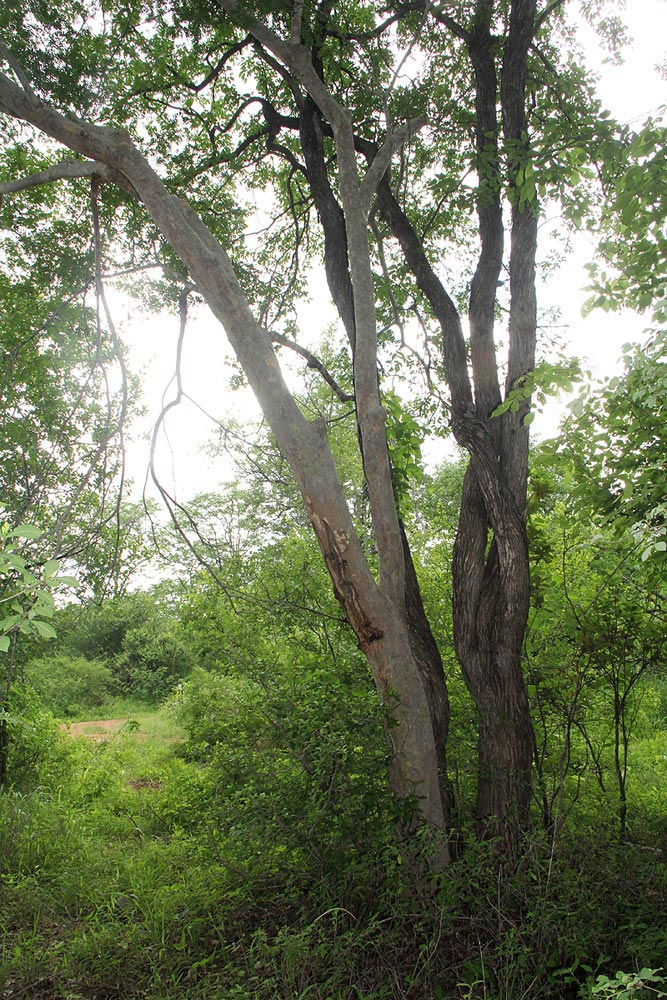 Brachystegia glaucescens