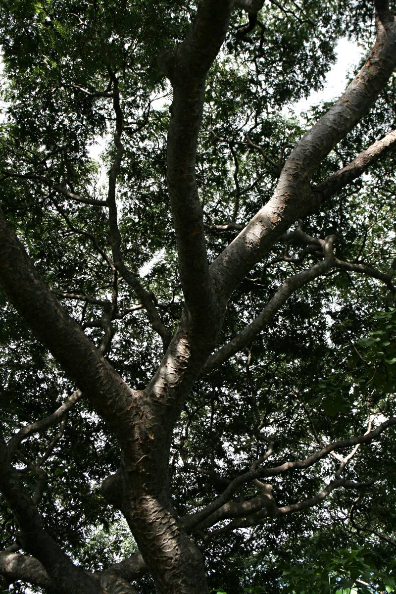 Brachystegia glaucescens