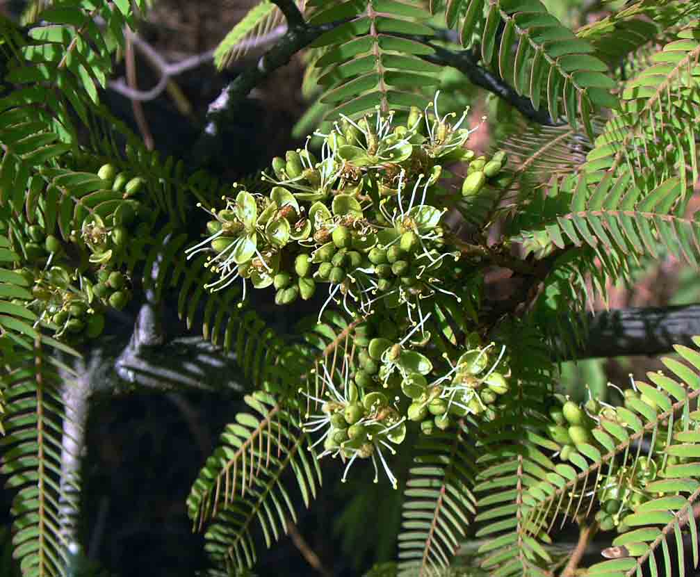 Brachystegia glaucescens