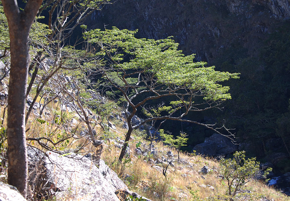 Brachystegia glaucescens