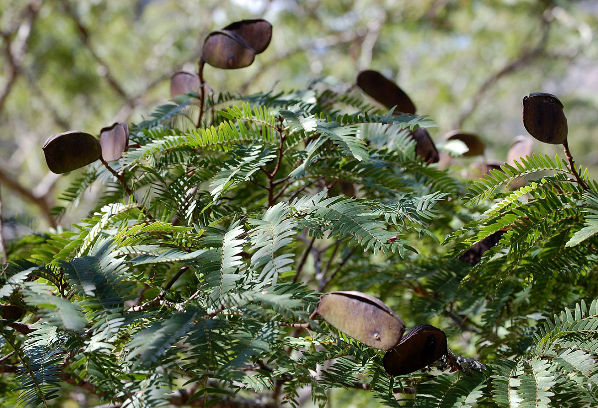 Brachystegia glaucescens