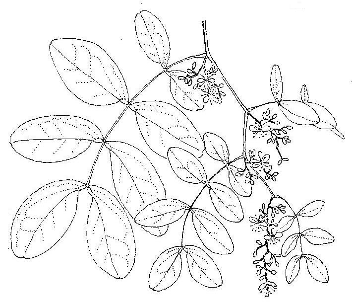 Brachystegia manga Brachystegia manga