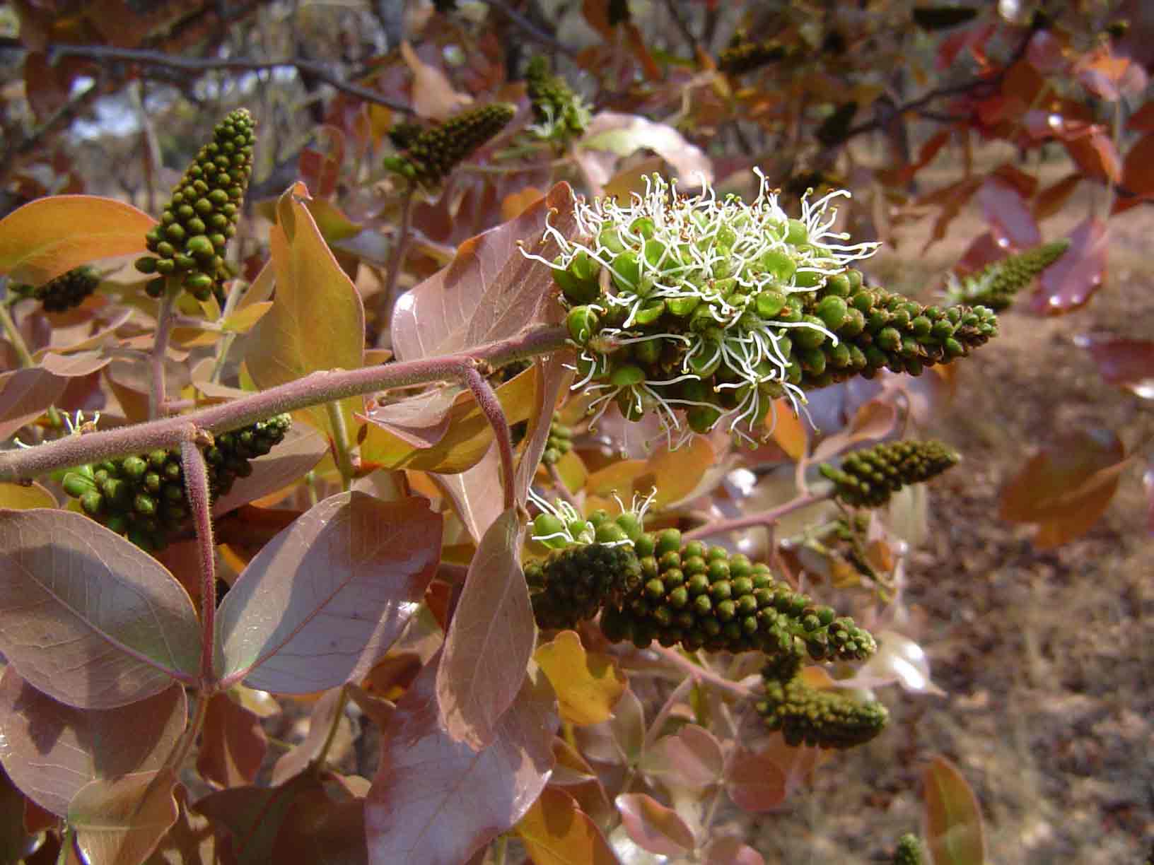 Brachystegia spiciformis