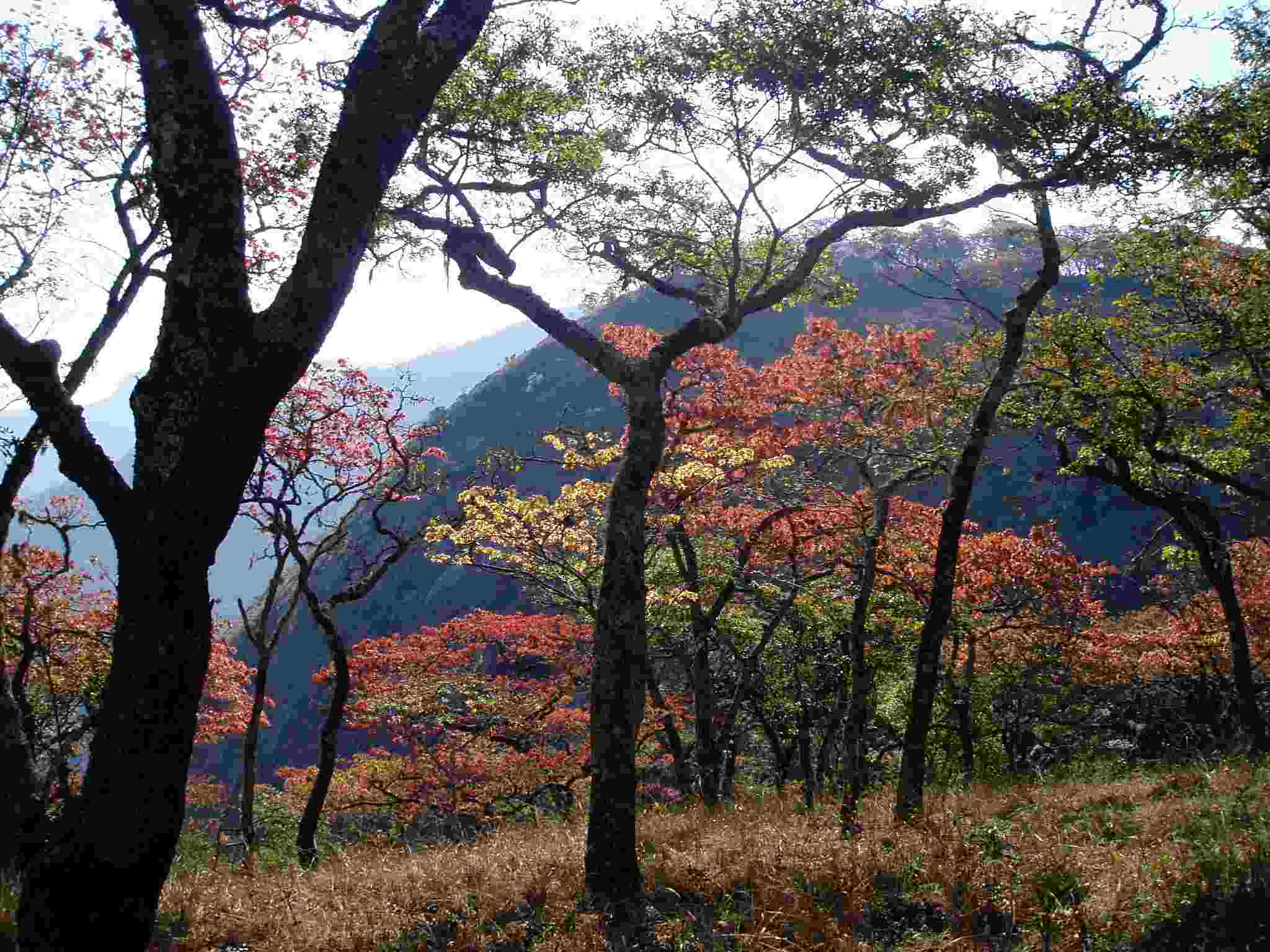 Brachystegia spiciformis