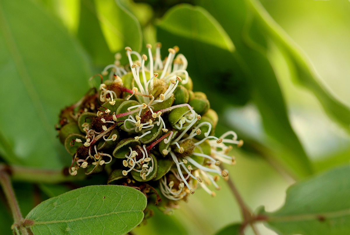 Brachystegia spiciformis