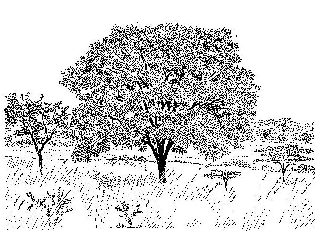 Brachystegia utilis Brachystegia utilis