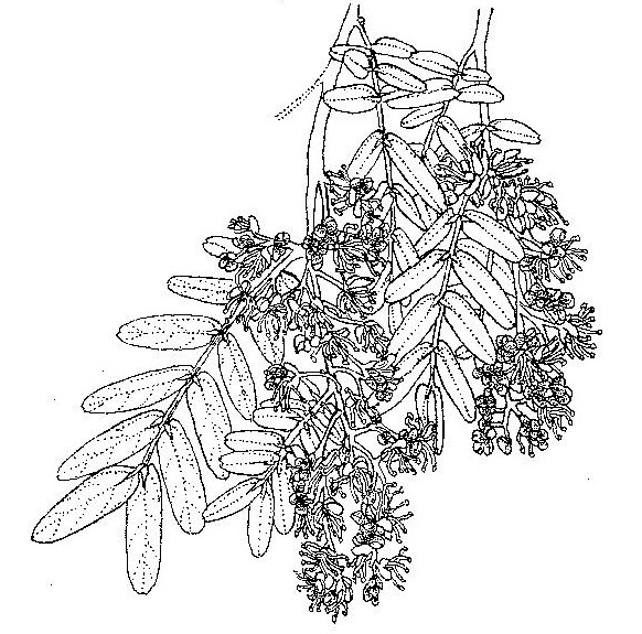 Brachystegia utilis Brachystegia utilis