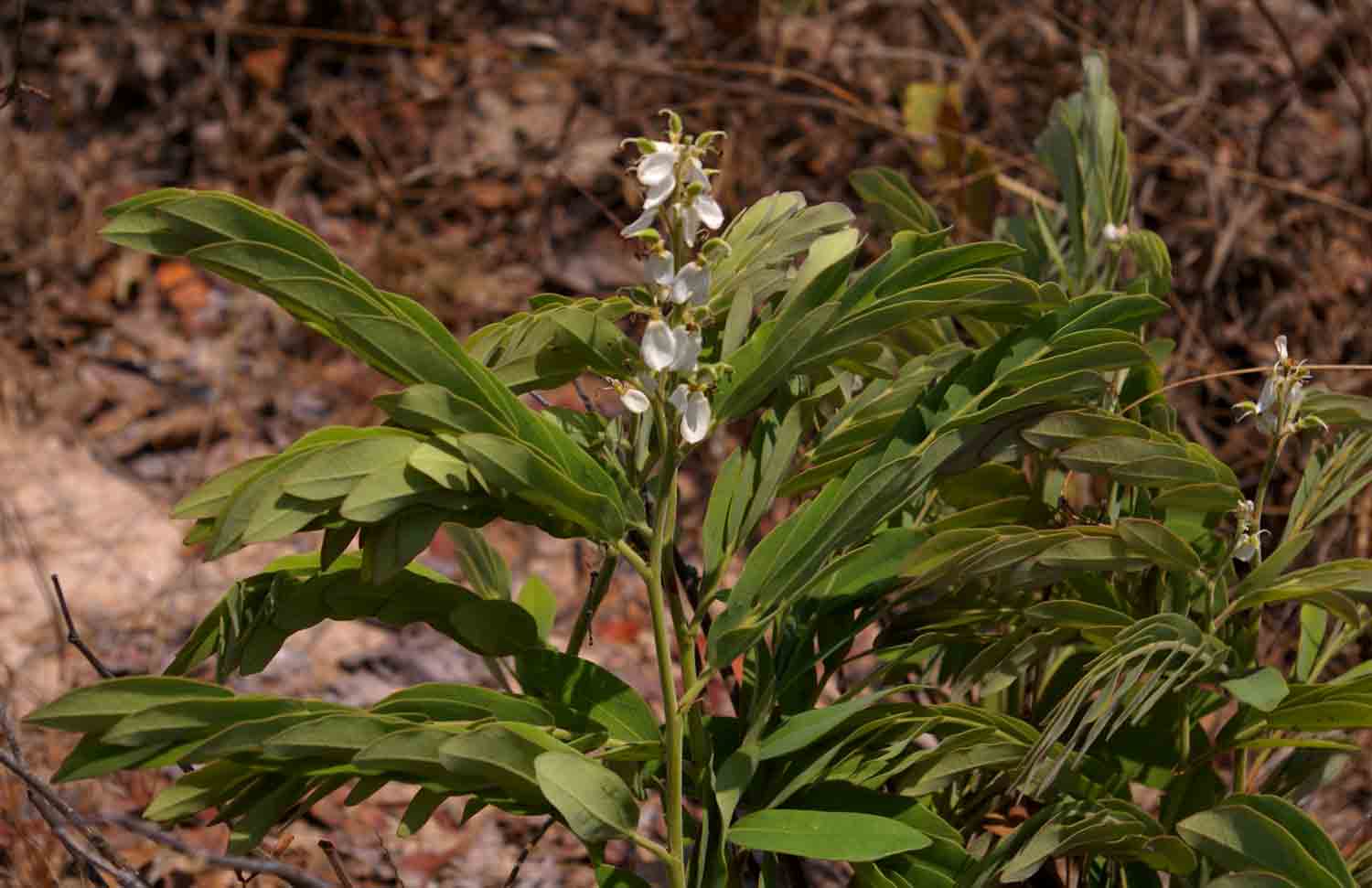 Cryptosepalum maraviense