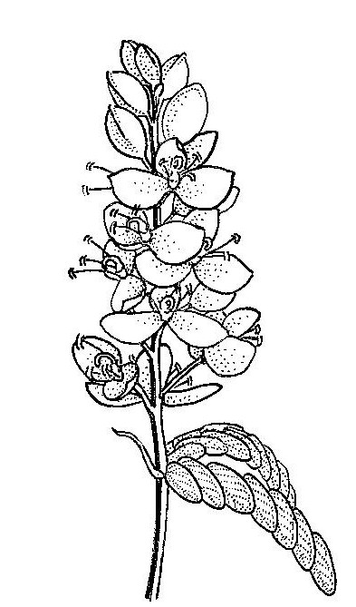 Cryptosepalum maraviense