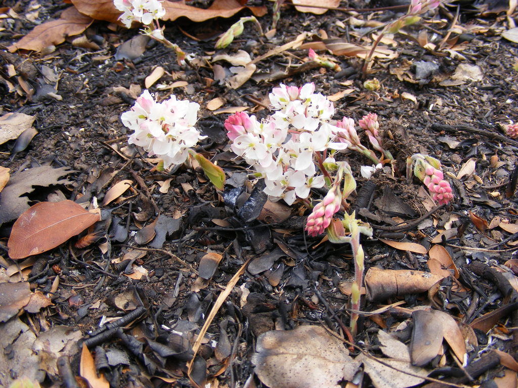 Cryptosepalum maraviense